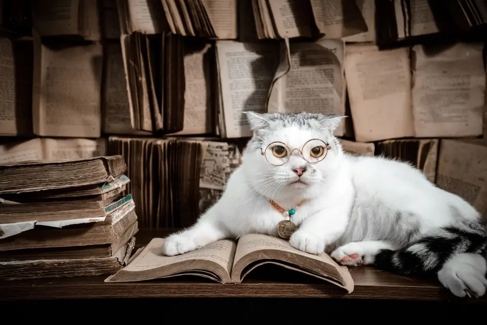 Білий кіт у круглих окулярах лежить на старій книжці