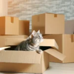 Кіт визирає з картонної коробки для переїзду