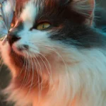 Кіт відпочиває на фермі серед сіна