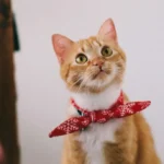 Сірий смугастий кіт визирає з картонної коробки для переїзду у світлій кімнаті