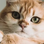 Кіт відпочиває у затишній квартирі