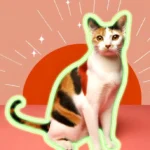 Японський бобтейл з триколірним забарвленням і золотими очима сидить на коралово-рожевому фоні