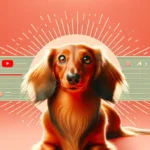 Руда довгошерста такса з лагідним поглядом