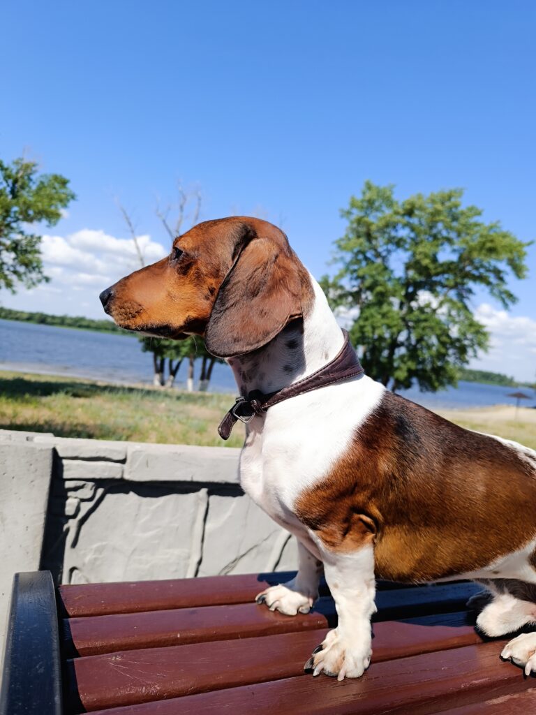 #бокс берні - медіа 7 з 7