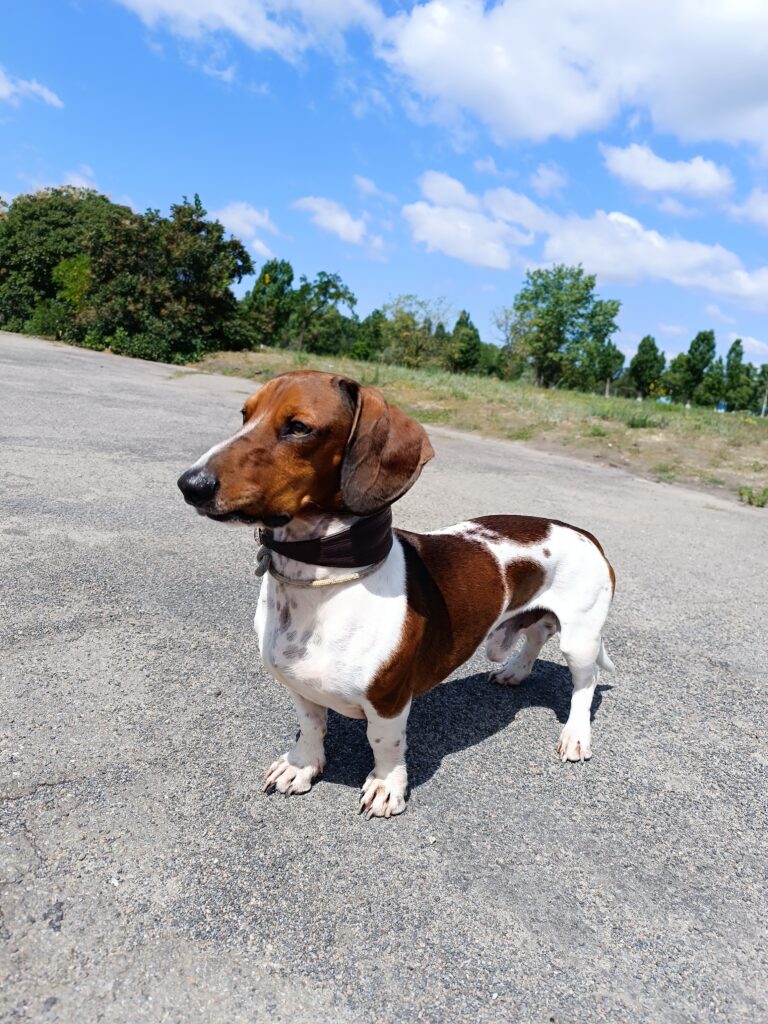 #бокс берні - медіа 6 з 7