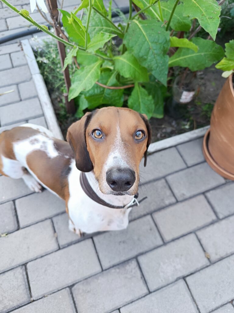 #бокс берні - медіа 5 з 7