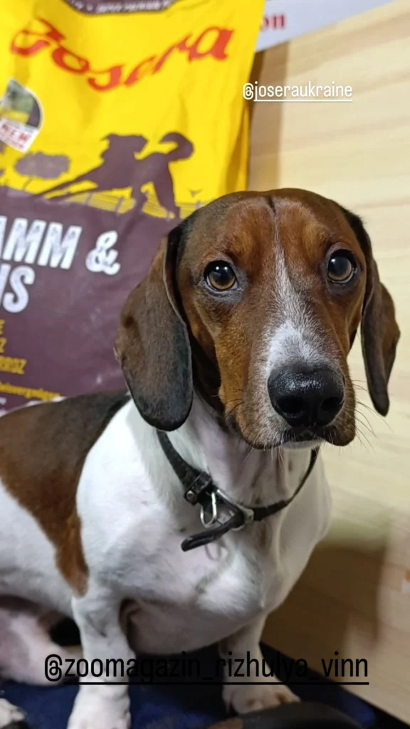 #бокс берні - медіа 4 з 7