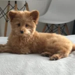 img 20260117 120651 pet