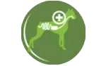 bc icon 3 amigovet