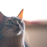 Сірий кіт з широко розкритими очима насторожено дивиться вгору в приміщенні