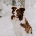 Коричнево-білий бордер-колі сидить у снігу в зимовому лісі, радісно дивиться вбік з відкритою пащею