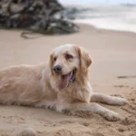 Золотистий ретривер лежить на піщаному пляжі з висолопленим язиком у спекотний літній день