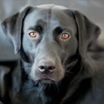 Чорний лабрадор ретривер дивиться в камеру, крупний план морди з виразними очима