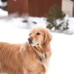 Як захистити лапи собаки взимку: бальзам, черевики та догляд