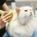 Кіт вилизує шерсть, що може спричинити утворення шерстяних грудок