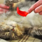 Кіт під час чистки зубів спеціальною щіткою