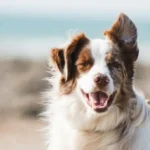 чим годувати собаку при діареї