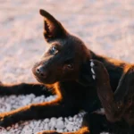 Коричневе цуценя чеше вухо задньою лапою, лежачи на білому гравії в теплому вечірньому світлі