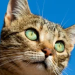 Сірий смугастий кіт лежить на краю столу зі знудженим виглядом