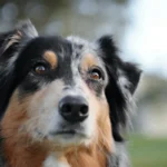 Робоча собака їсть корм після тренування