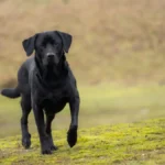Собака-помічник допомагає ветерану морської піхоти в повсякденному житті