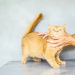 Кіт поруч з вітамінними добавками