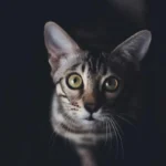 Сіре смугасте кошеня з великими очима дивиться в камеру зблизька