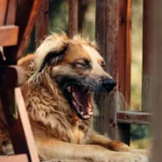 Собака з відкритою пащею: причини неприємного запаху і як з цим боротися