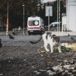 Здичавілий кіт на вулиці, який потребує допомоги