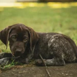 Цуценя у ветеринара: діагностика та лікування діареї