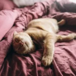 Рудий кіт розлігся на ліжку з заплющеними очима, розслаблений і задоволений