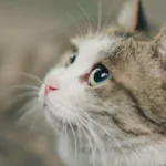 Кіт з набряклою губою на прийомі у ветеринара