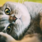 Кіт біля миски з водою