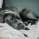 Собака у ветеринарній клініці отримує огляд щодо тривожності