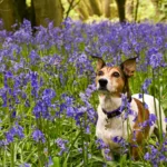 Собака серед фіолетових квітів у весняному саду
