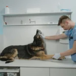 Ветеринар оглядає собаку породи німецька вівчарка на столі у клініці