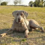 Веймаранер спокійно лежить на зеленій траві в сонячний день