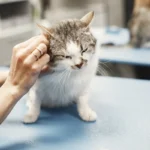 Сіро-білий кіт на оглядовому столі у ветеринарній клініці, ветеринар обережно тримає його за голову під час огляду