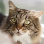 Пухнастий смугастий кіт із зеленими очима сидить біля підвіконня і задумливо дивиться вперед