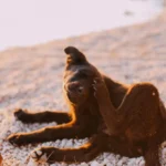 Коричневий собака чухає голову задньою лапою, лежачи на камінчиках у теплому вечірньому світлі