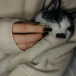 Рудий кіт відпочиває біля дифузора з феромонами в затишній кімнаті