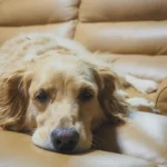 Золотистий ретривер лежить на шкіряному дивані з втомленим і млявим виглядом