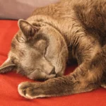 Кіт і собака під обважненою ковдрою на ліжку