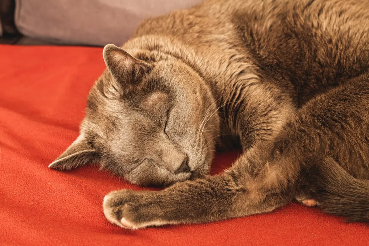 Кіт і собака під обважненою ковдрою на ліжку