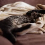Кошеня спить на м'якій ковдрі на дивані