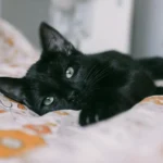 Кошеня, яке виглядає нездоровим, лежить на ковдрі