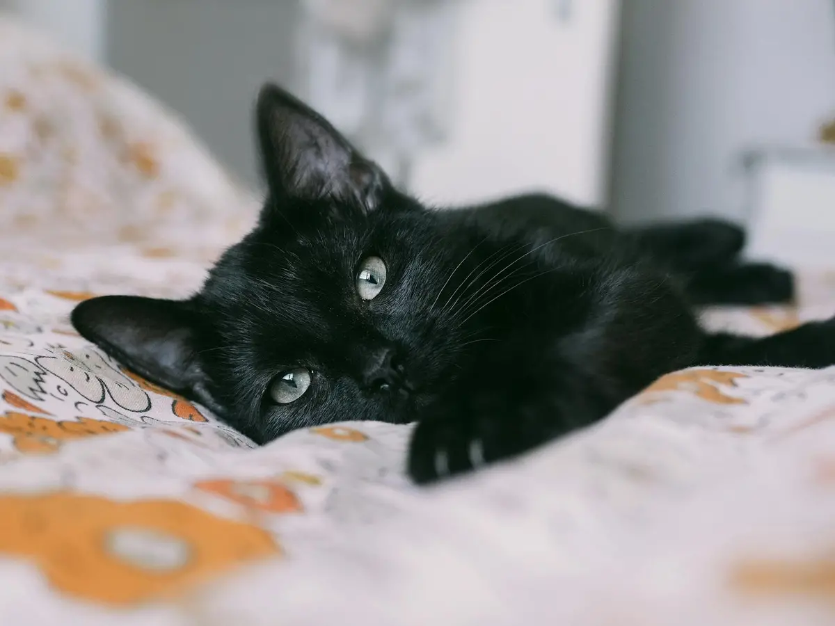 Кошеня, яке виглядає нездоровим, лежить на ковдрі
