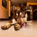 Собака лежить на підлозі вдома, витягнувши лапи вперед, і дивиться прямо в камеру великими виразними очима