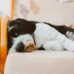 Чорно-білий собака спокійно лежить на кріслі вдома