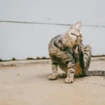 Кіт якого вичісують гребінцем, на шерсті видно дрібні чорні крапки